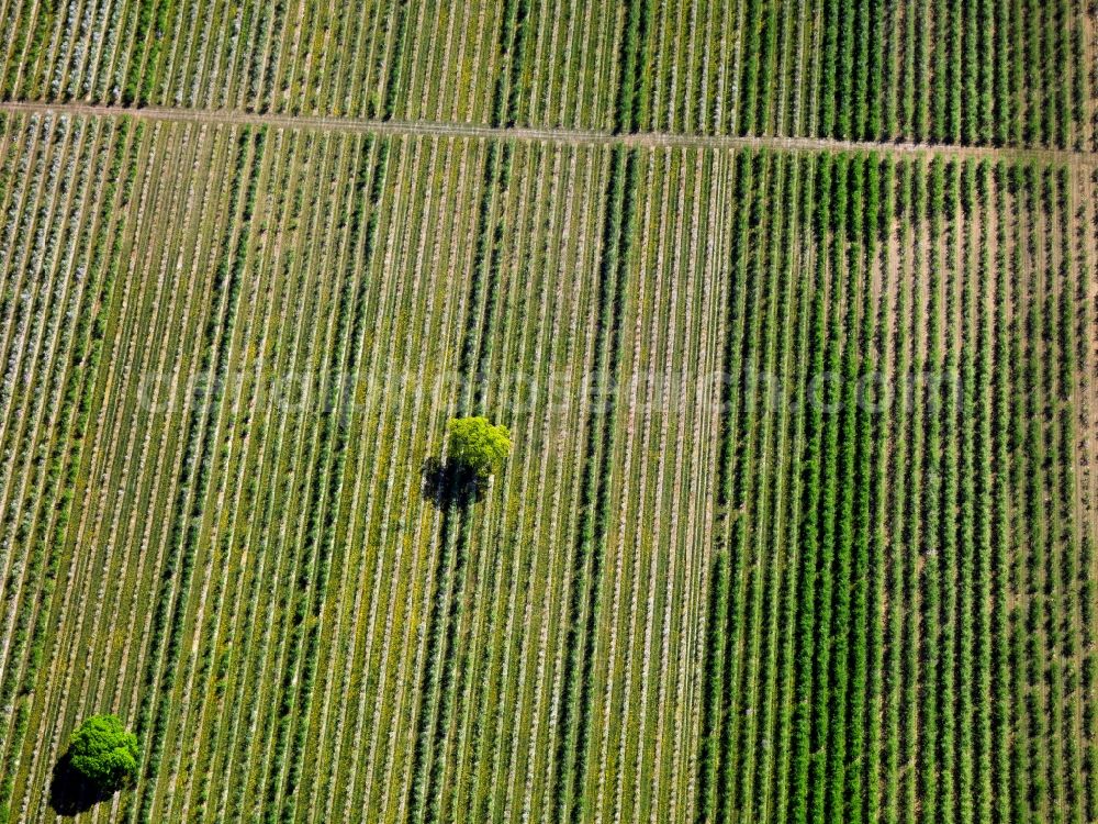 Angermünde from the bird's eye view: View of field structures near Angermuende in the state Brandenburg