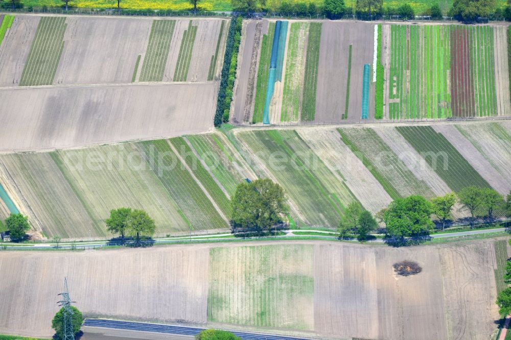 Ellerbeck from the bird's eye view: Field structures in local agriculture at Ellerbeck in the state of Schleswig-Holstein