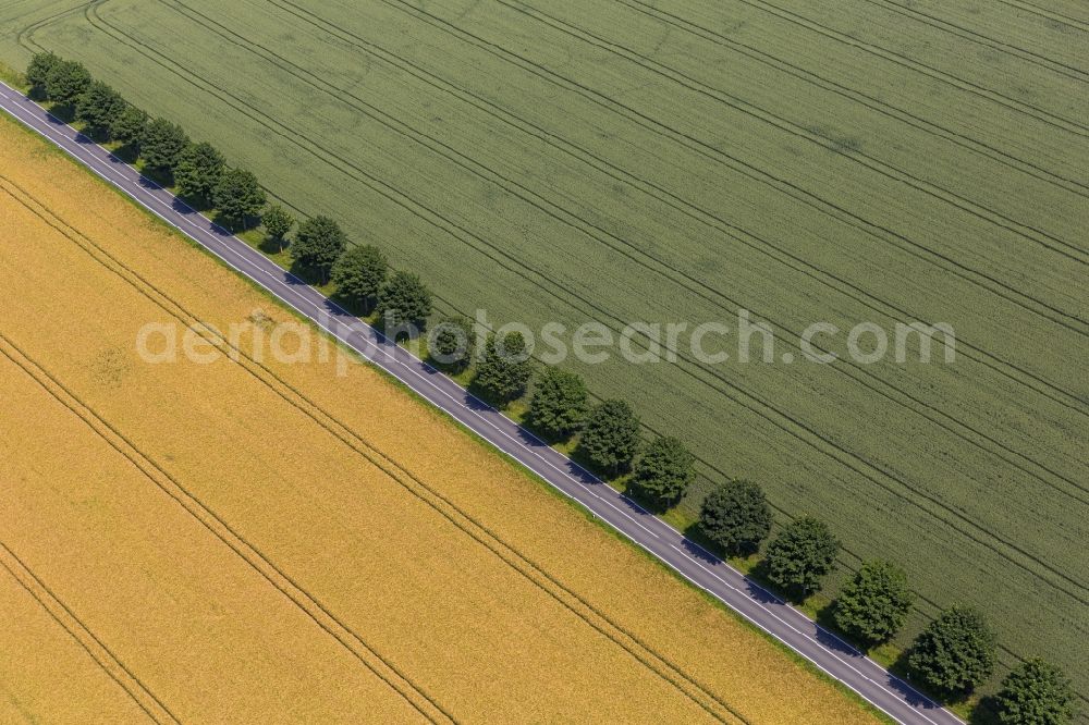 Warstein from the bird's eye view: Field structures with rape cultivation and tree rows near mountain top home in the district, in North Rhine-Westphalia Warstein. The fields are located at the intersection of K 28 with the Aschenweg
