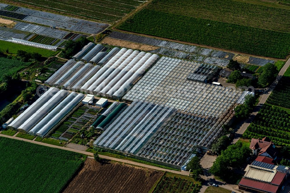 Sasbach am Kaiserstuhl from above - Company grounds and facilities of Der Gaertnerei Klaus Friofich in Sasbach am Kaiserstuhl in the state Baden-Wurttemberg, Germany