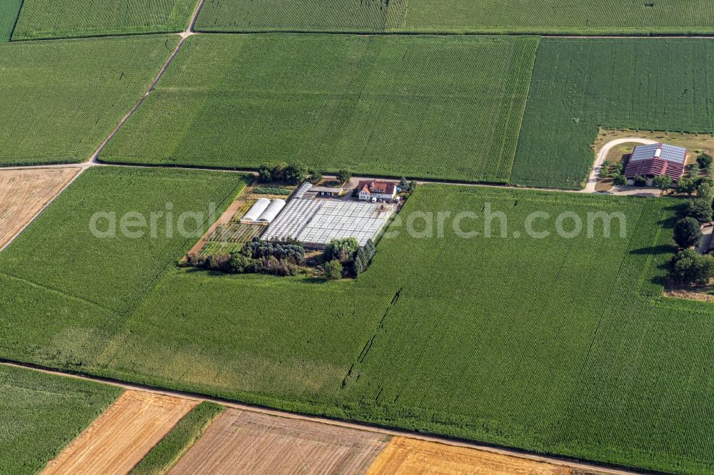 Riegel am Kaiserstuhl from above - Company grounds and facilities of Gaertnerei Stefan Niemann in Riegel am Kaiserstuhl in the state Baden-Wurttemberg, Germany