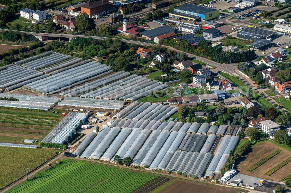 Aerial image Friesenheim - Company grounds and facilities of Walter Baehr Baumschule in Friesenheim in the state Baden-Wurttemberg, Germany