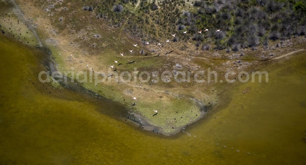 Saintes-Maries-de-la-Mer from the bird's eye view: Flamingo bird chain above the brackish water of the Rhone estuary of the Camargue, Saintes-Maries-de-la-Mer in France