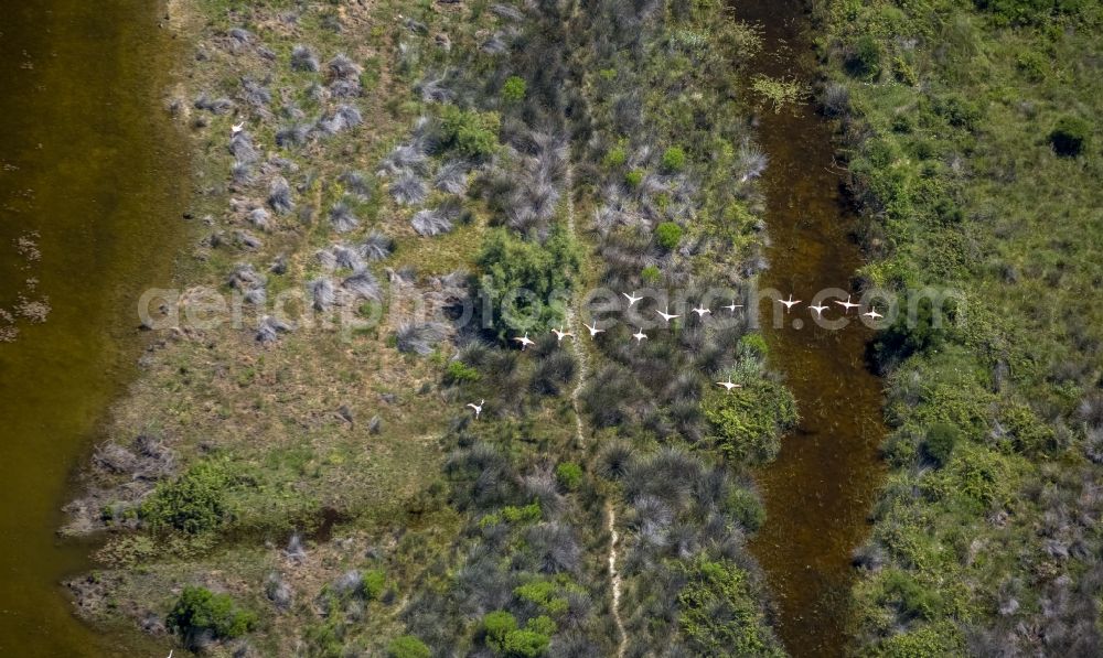 Aerial image Saintes-Maries-de-la-Mer - Flamingo bird chain above the brackish water of the Rhone estuary of the Camargue, Saintes-Maries-de-la-Mer in France