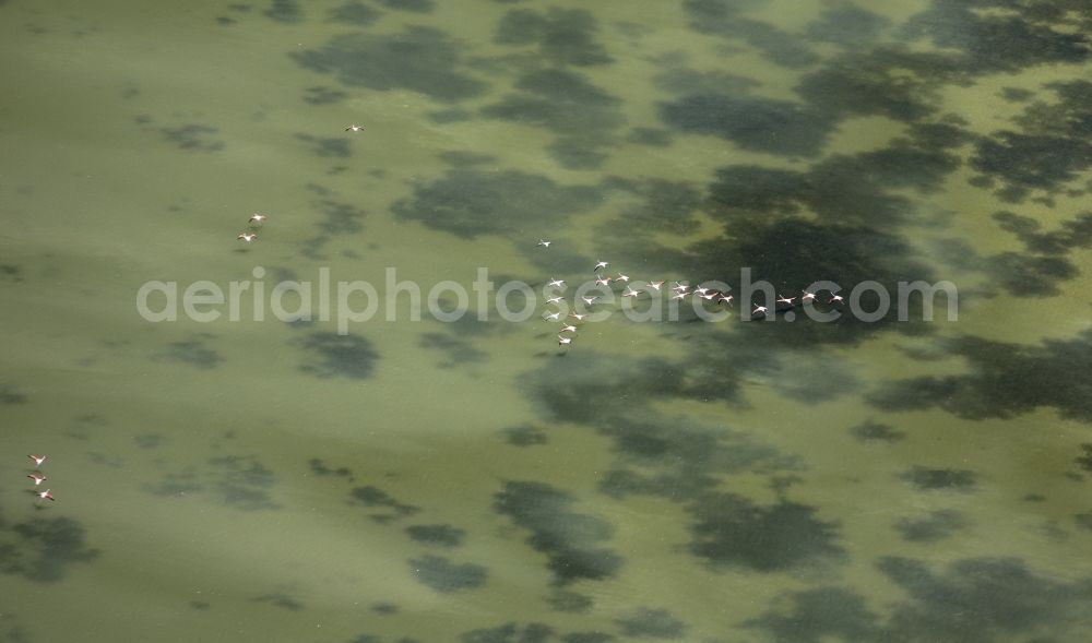 Aerial photograph Saintes-Maries-de-la-Mer - Flamingo bird chain above the brackish water of the Rhone estuary of the Camargue, Saintes-Maries-de-la-Mer in France