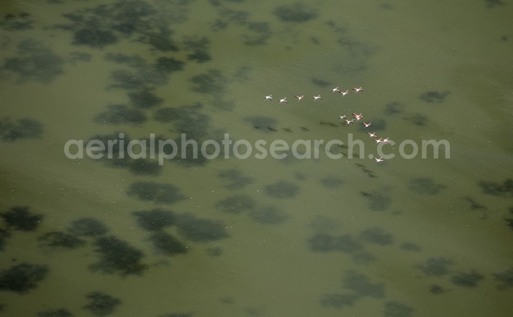 Saintes-Maries-de-la-Mer from above - Flamingo bird chain above the brackish water of the Rhone estuary of the Camargue, Saintes-Maries-de-la-Mer in France