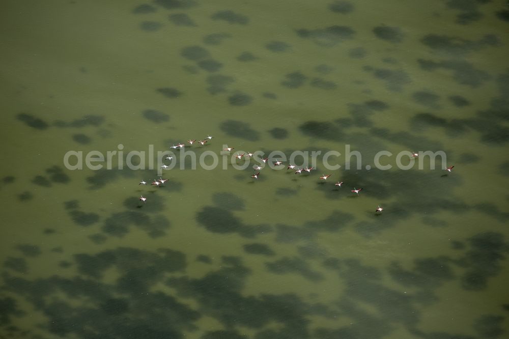 Saintes-Maries-de-la-Mer from the bird's eye view: Flamingo bird chain above the brackish water of the Rhone estuary of the Camargue, Saintes-Maries-de-la-Mer in France