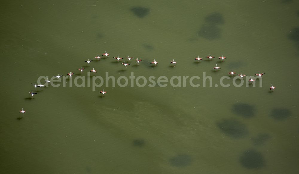 Aerial image Saintes-Maries-de-la-Mer - Flamingo bird chain above the brackish water of the Rhone estuary of the Camargue, Saintes-Maries-de-la-Mer in France