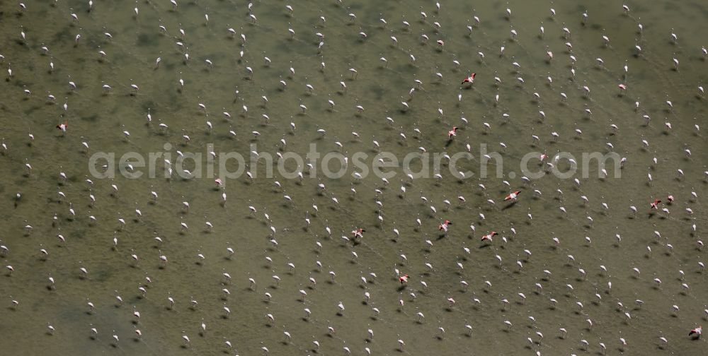 Saintes-Maries-de-la-Mer from above - Flamingos flock to the mouth of the Rhone the Camargue, Saintes-Maries-de-la-Mer in France