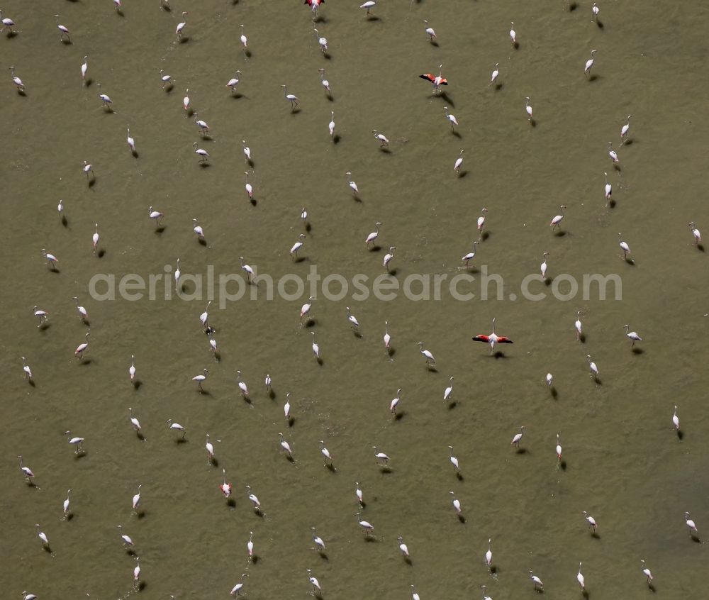 Aerial image Saintes-Maries-de-la-Mer - Flamingos flock to the mouth of the Rhone the Camargue, Saintes-Maries-de-la-Mer in France