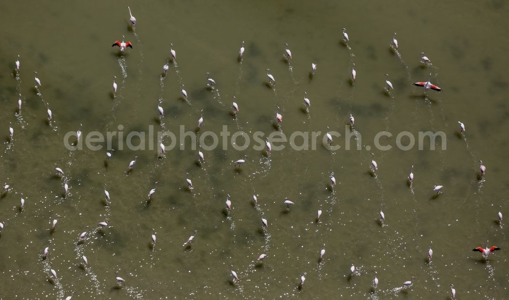 Aerial photograph Saintes-Maries-de-la-Mer - Flamingos flock to the mouth of the Rhone the Camargue, Saintes-Maries-de-la-Mer in France