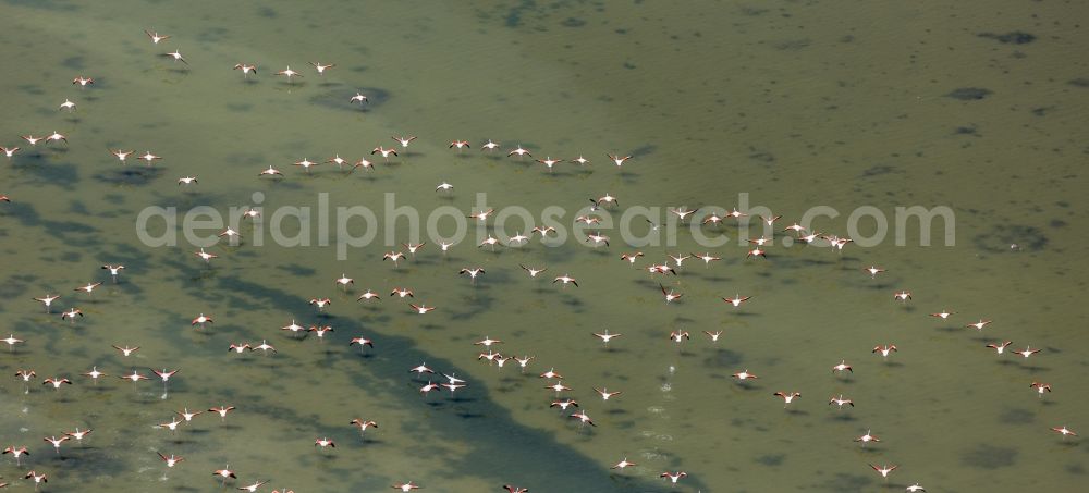 Aerial image Saintes-Maries-de-la-Mer - Flamingos flock to the mouth of the Rhone the Camargue, Saintes-Maries-de-la-Mer in France