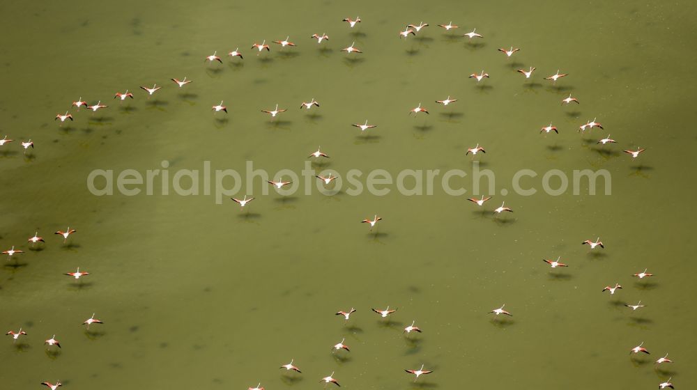 Aerial photograph Saintes-Maries-de-la-Mer - Flamingos flock to the mouth of the Rhone the Camargue, Saintes-Maries-de-la-Mer in France