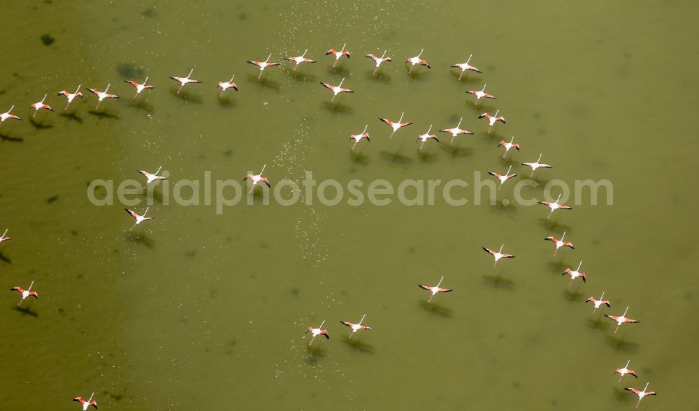 Saintes-Maries-de-la-Mer from above - Flamingos flock to the mouth of the Rhone the Camargue, Saintes-Maries-de-la-Mer in France