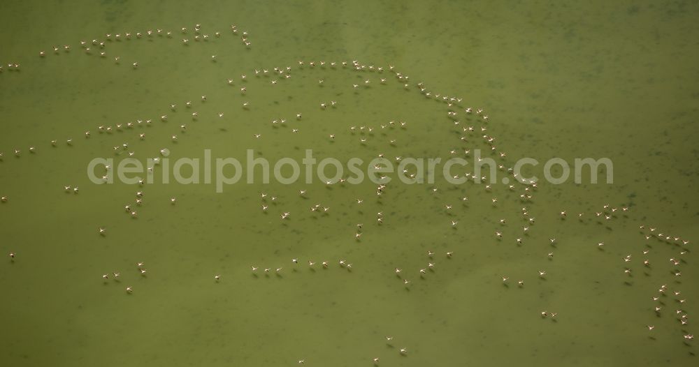 Aerial photograph Saintes-Maries-de-la-Mer - Flamingos flock to the mouth of the Rhone the Camargue, Saintes-Maries-de-la-Mer in France