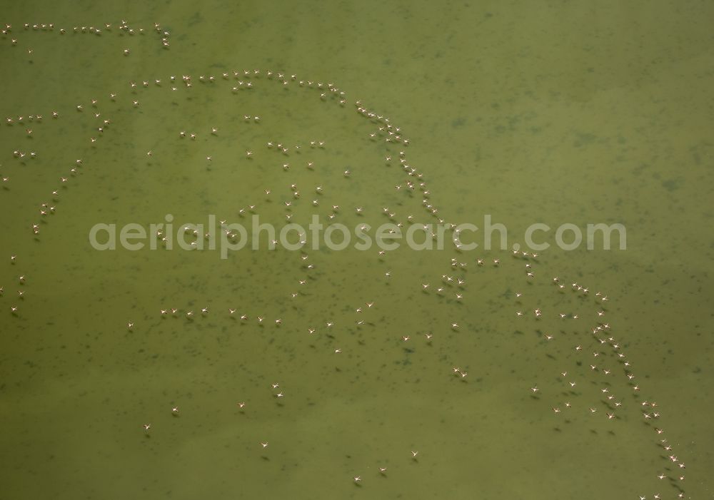 Saintes-Maries-de-la-Mer from above - Flamingos flock to the mouth of the Rhone the Camargue, Saintes-Maries-de-la-Mer in France