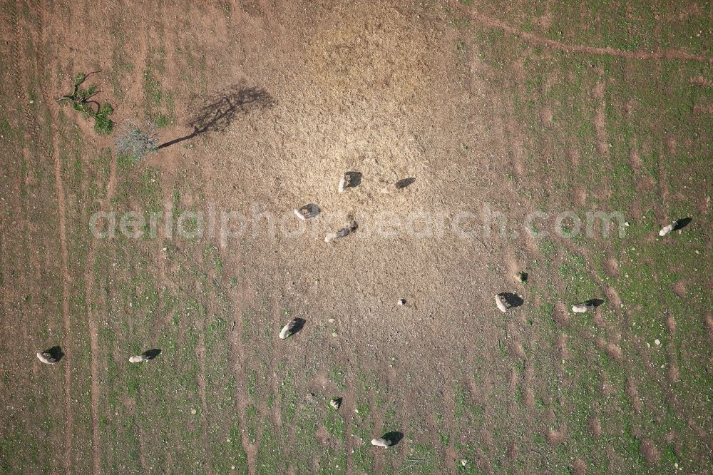 Aerial image Santanyí - Area-structures meadow pasture with cow - herd in SantanyA? in Balearic Islands, Spain