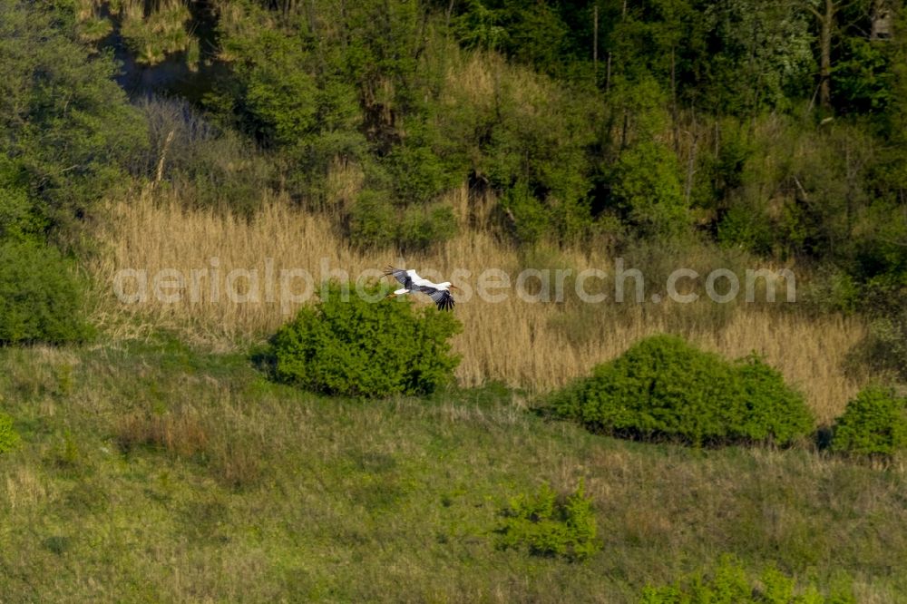 Aerial image Datteln - Young stork flying over a field with Datteln in the state of North Rhine-Westphalia