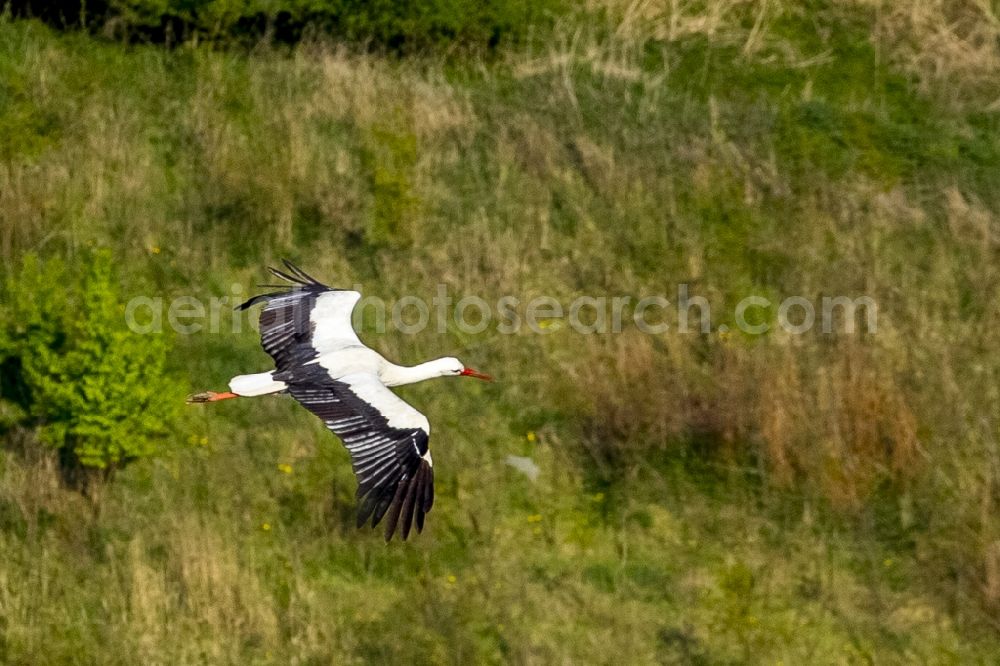 Aerial photograph Datteln - Young stork flying over a field with Datteln in the state of North Rhine-Westphalia