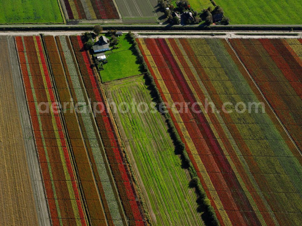 Poppenbüll from above - The fields with floriculture and plant rows of different colored floral-breeding near Poppenbüll