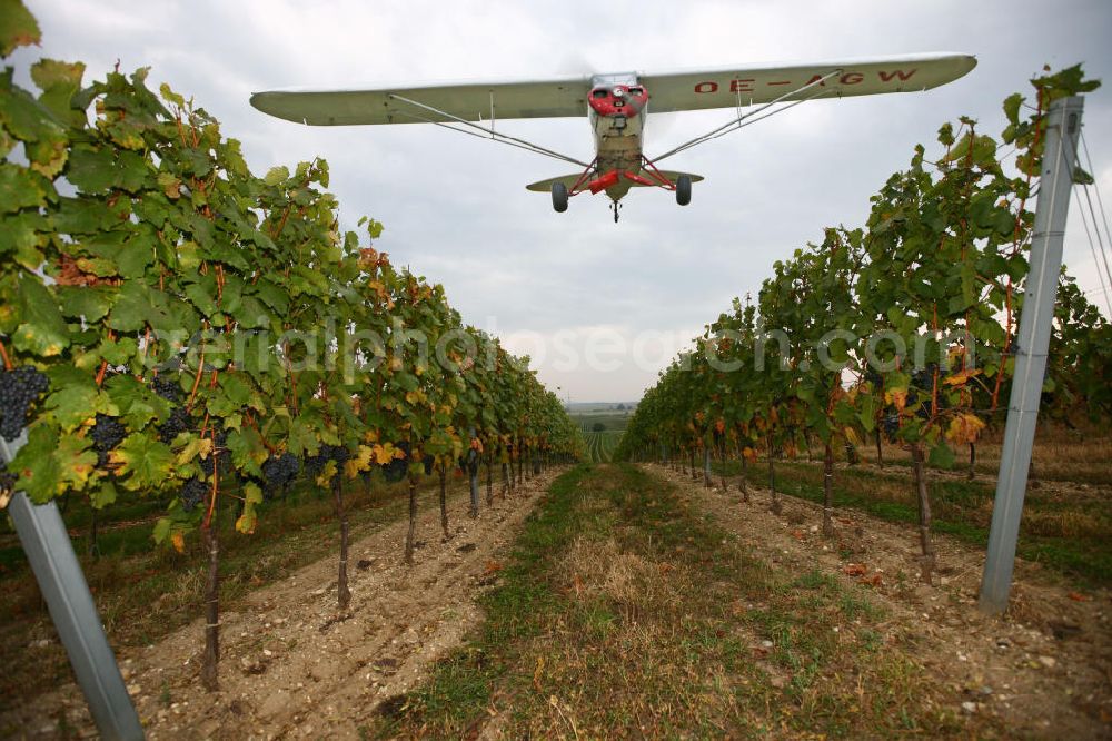 Großwarasdorf from the bird's eye view: Flugzeug / Kleinflugzeug vom Typ Piper J-3 Cup mit der Kennung OE-ABE fliegt über Weinreben nahe dem Flugplatz Großwarasdorf in Österreich. Small Aircraft flies over grapevines near by the Grosswarasdorf airfield in Austria.