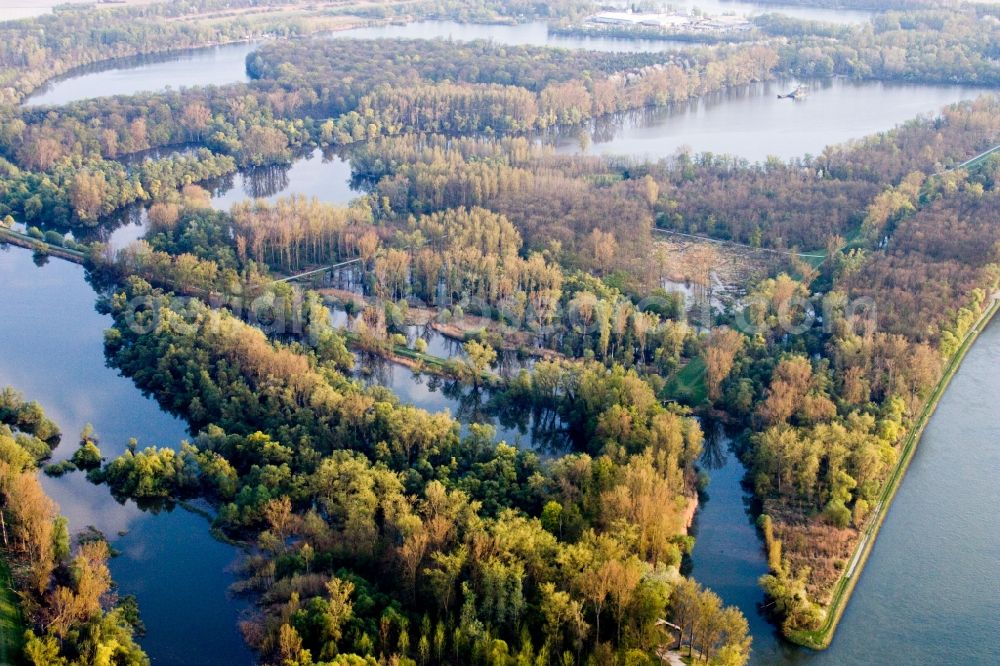 Aerial image Eggenstein-Leopoldshafen - River delta and stream mouth on the Rhine in Eggenstein-Leopoldshafen in the federal state Baden-Wuerttemberg