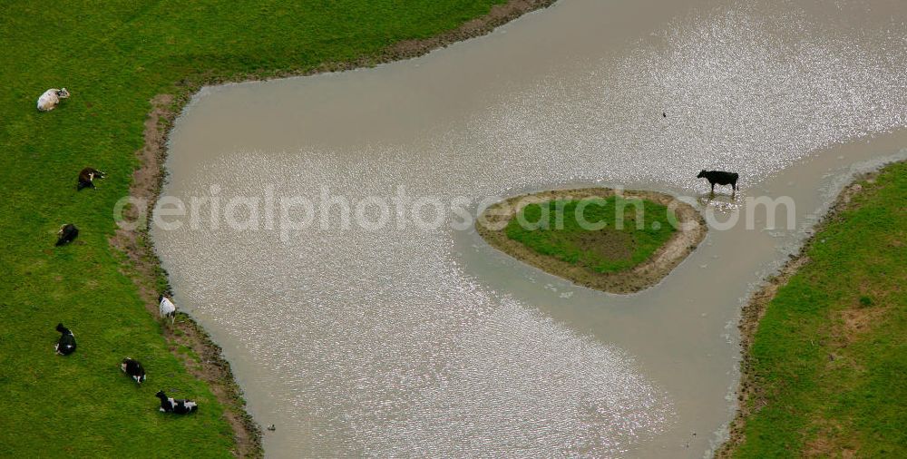 Hamm from above - Eine Flutmulde mit Kühen an der Lippe bei Hamm in Nordrhein-Westfalen zum LIFE-Projekt Lippeaue. Ein EU-Naturschutzprojekt zur naturnahen Umgestaltung der Lippe und ihrer Aue. A flood hollow with cows at the river Lippe near to Hamm in North Rhine-Westphalia. The LIFE-project Lippeaue.