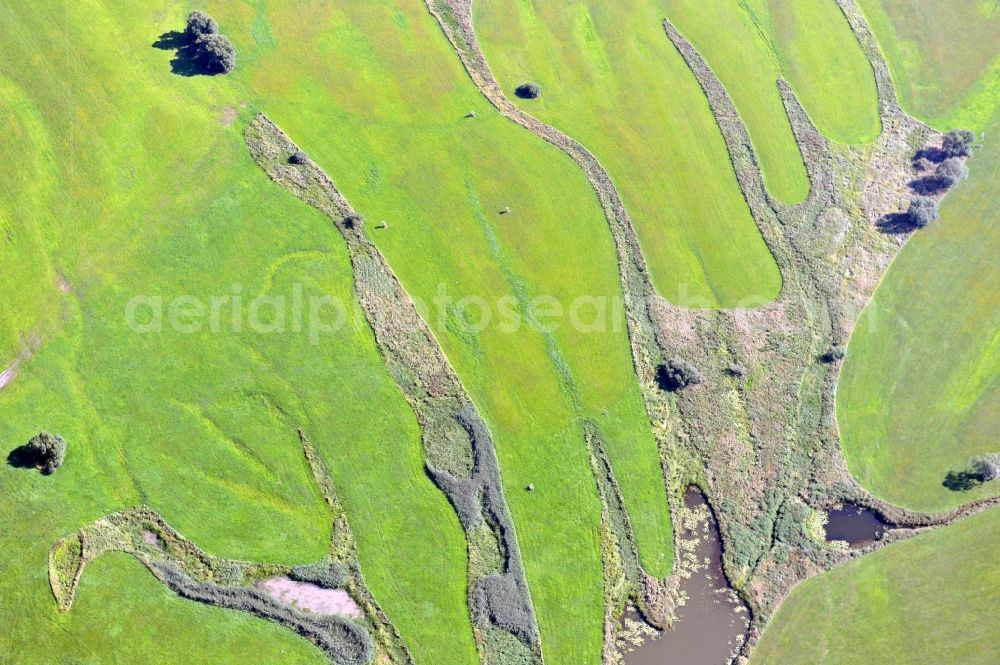 Wittenberg from the bird's eye view: View of flooded meadow of the Elbe in Lutherstadt Wittenberg in Saxony-Anhalt