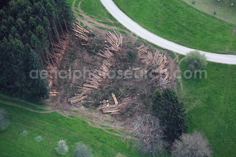 Wehr from above - Forest works on spruce trees in Wehr in the state Baden-Wuerttemberg. The trees were damaged by bark beetle infestation