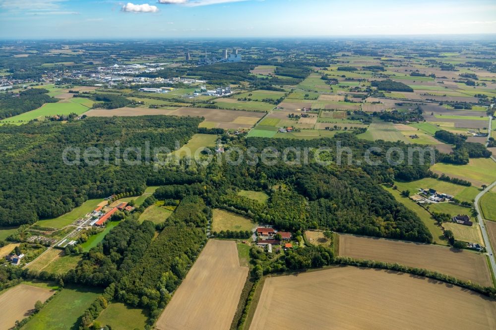 Hamm from the bird's eye view: Forest areas in the woodland of Geithewald and Wilshauser Holz in Hamm in the state of North Rhine-Westphalia, Germany