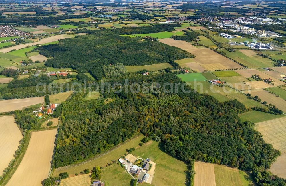 Hamm from the bird's eye view: Forest areas in the woodland of Geithewald and Wilshauser Holz in Hamm in the state of North Rhine-Westphalia, Germany