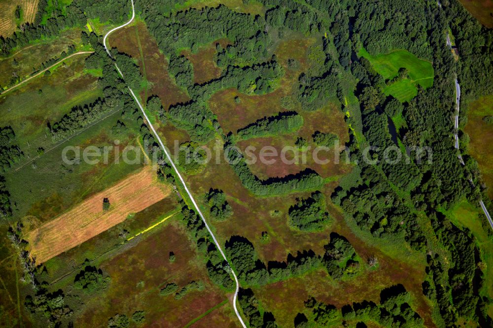 Aerial photograph Lehde - Forest areas in in Lehde at Spreewald in the state Brandenburg, Germany