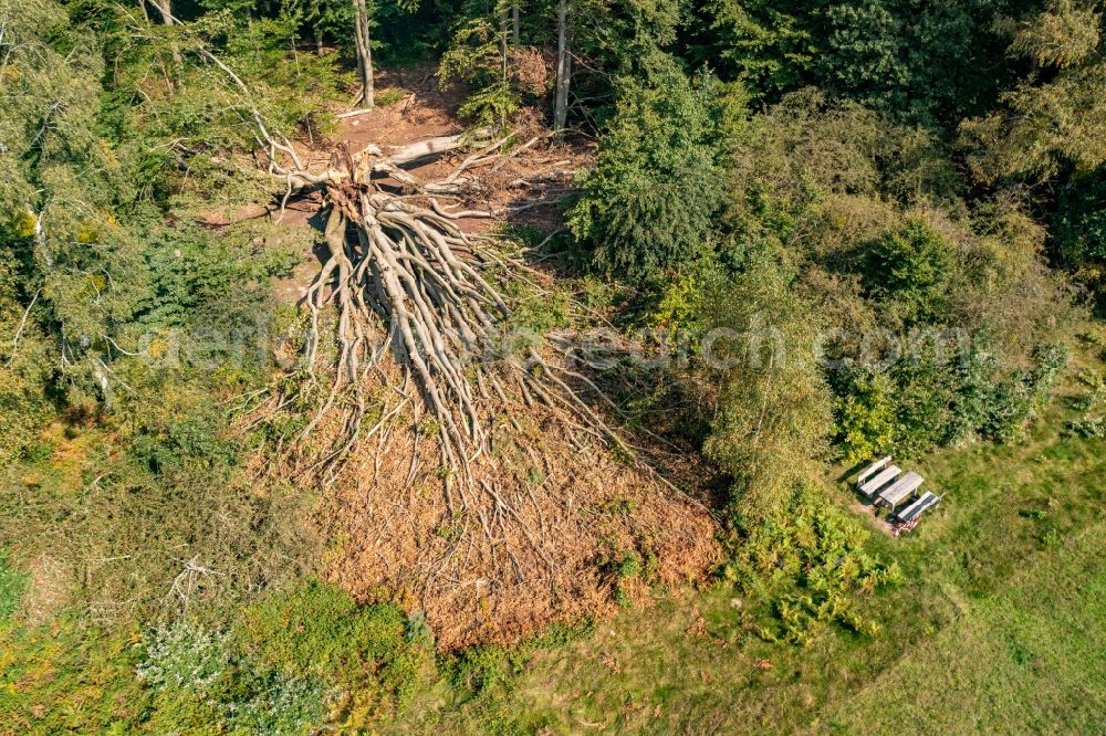 Schorfheide from above - Forest areas in the Schorfheide in Schorfheide at Schorfheide in the state Brandenburg, Germany