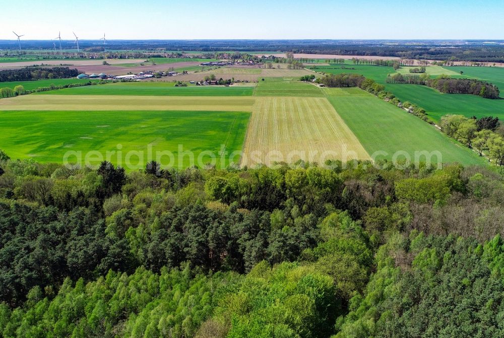 Sieversdorf from the bird's eye view: Forest areas in in Sieversdorf in the state Brandenburg, Germany