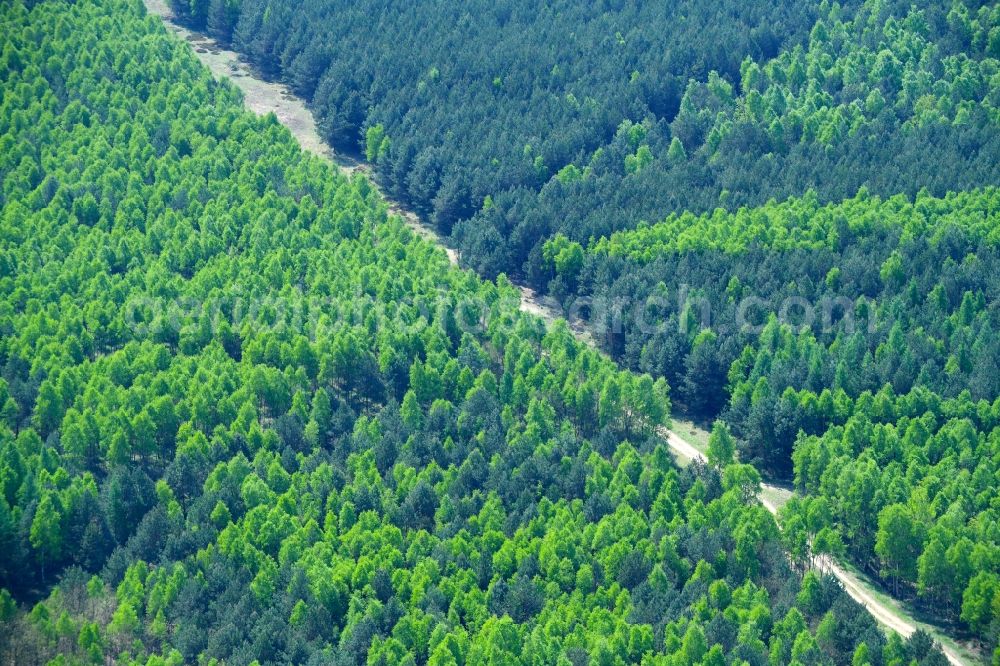 Aerial image Mühlenbecker Land - Spring- Treetops in a wooded area in Muehlenbecker Land in the state Brandenburg, Germany