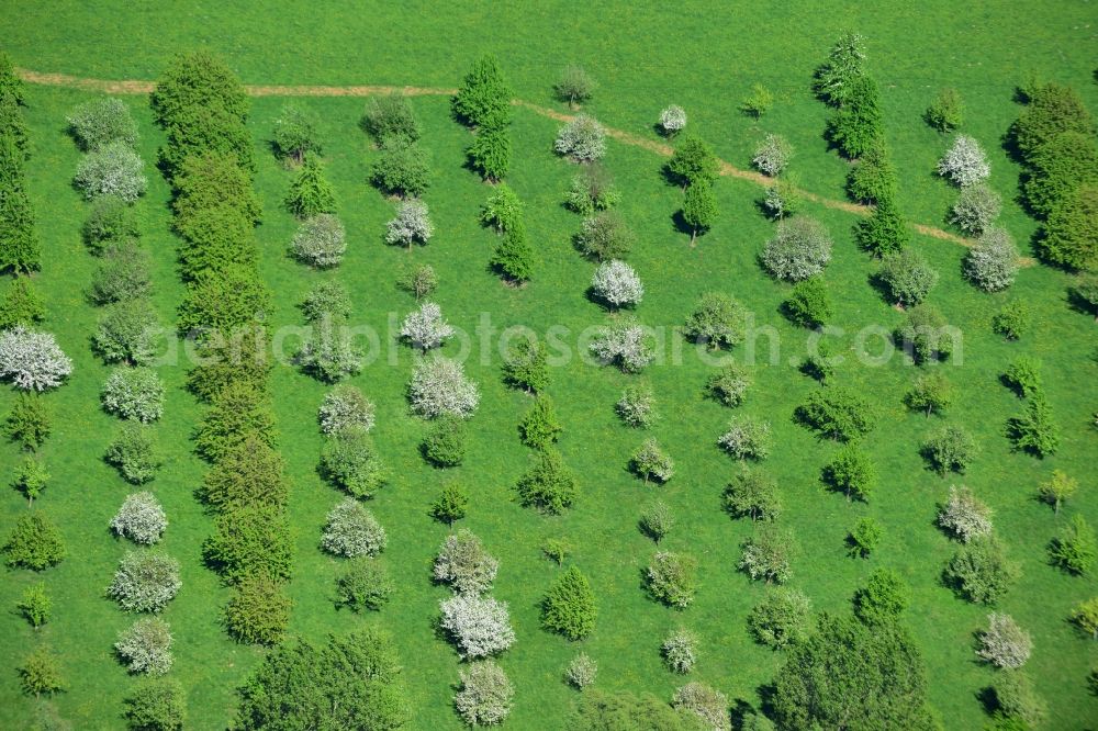 Aerial image Lenzen - Spring landscape of field with tree-structures - rows at Lenzen in Brandenburg