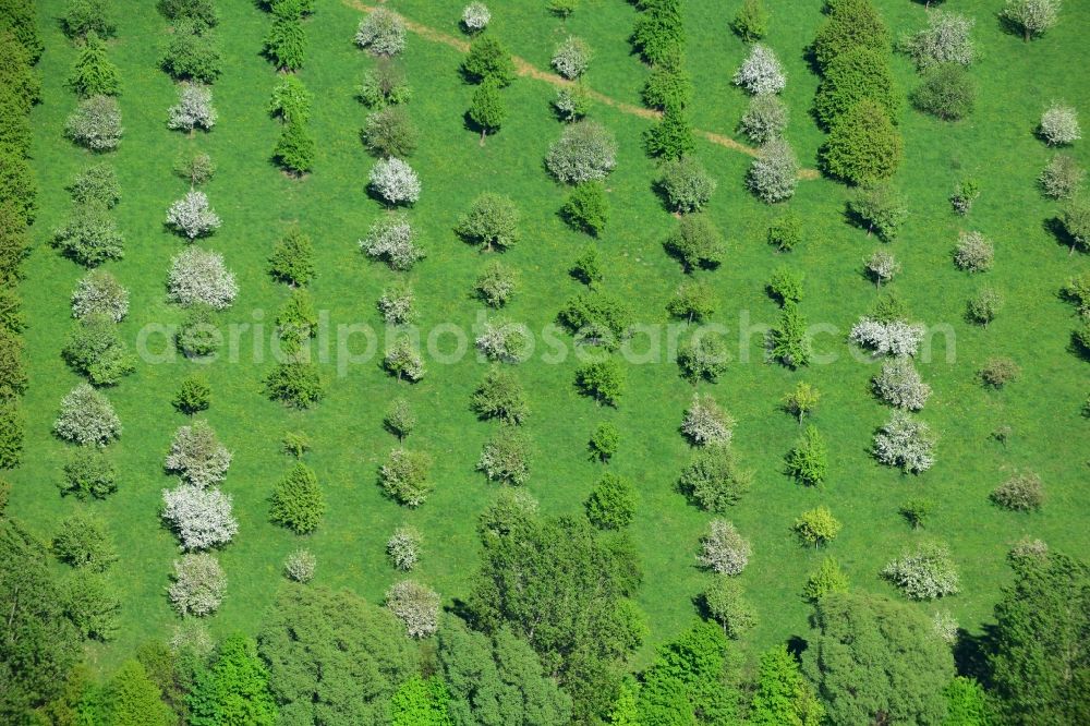 Aerial photograph Lenzen - Spring landscape of field with tree-structures - rows at Lenzen in Brandenburg