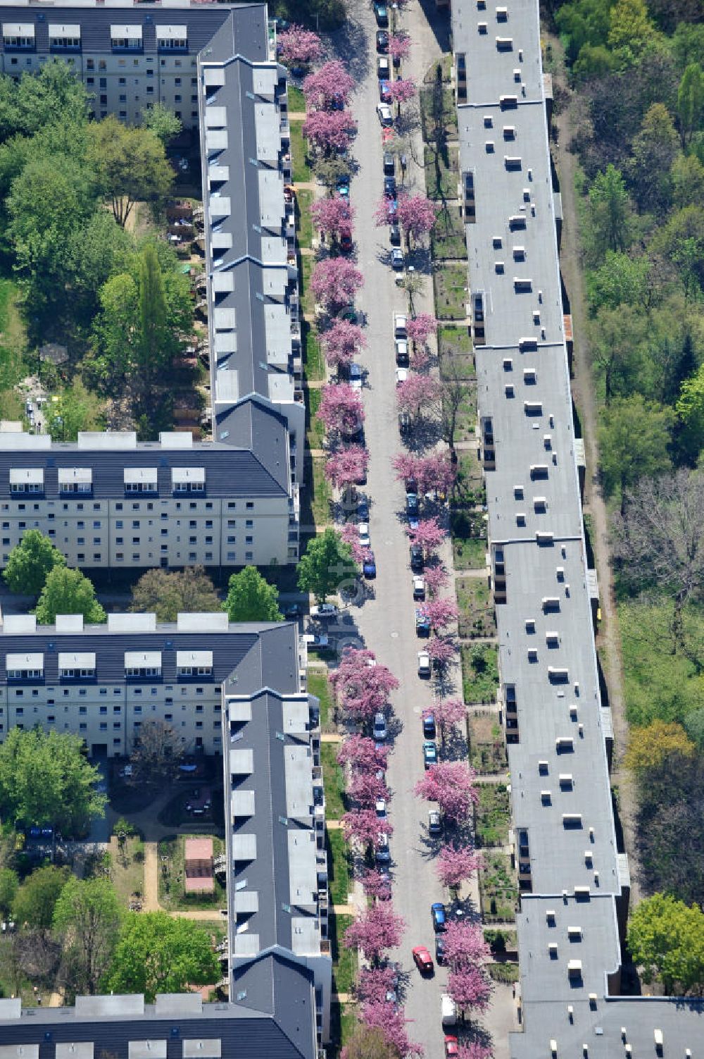 Aerial image Berlin-Lichtenberg - Blick auf die Frühjahrsblüten- Baumallee an der Ribbecker Straße / Kraetkestraße in in Berlin-Lichtenberg. View of the spring flowers at the tree-lined street Ribbecker / Kraetkestraße in Berlin-Lichtenberg.