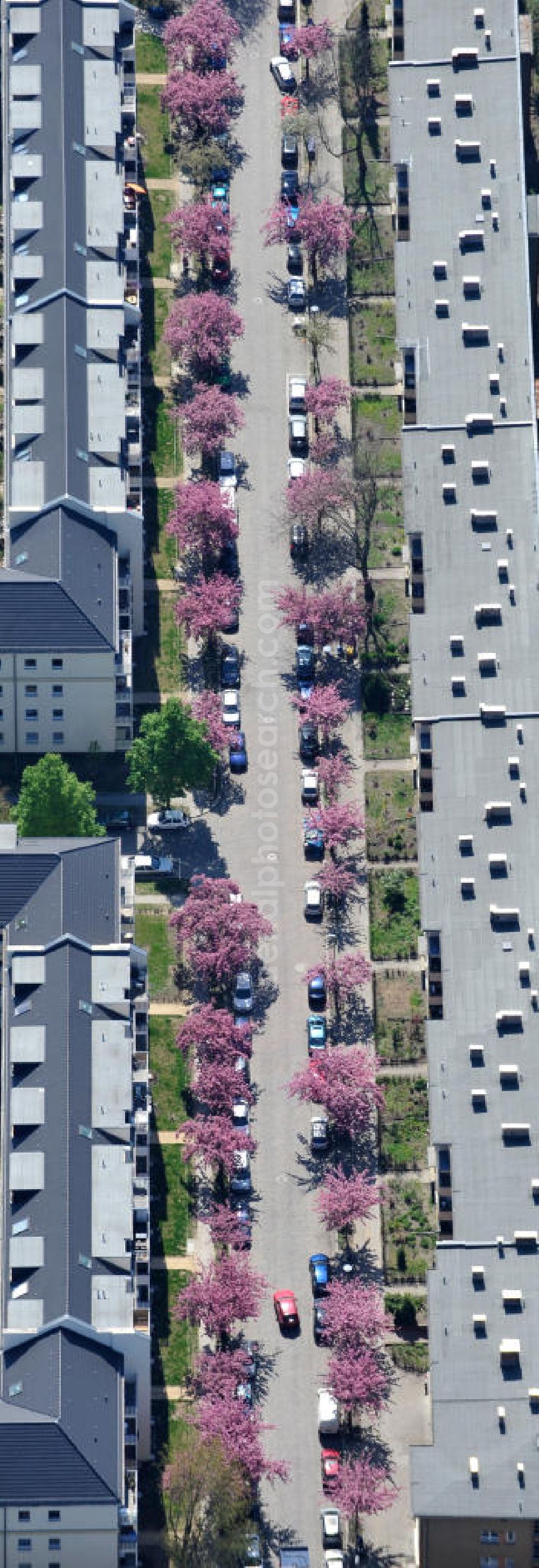 Aerial photograph Berlin-Lichtenberg - Blick auf die Frühjahrsblüten- Baumallee an der Ribbecker Straße / Kraetkestraße in in Berlin-Lichtenberg. View of the spring flowers at the tree-lined street Ribbecker / Kraetkestraße in Berlin-Lichtenberg.