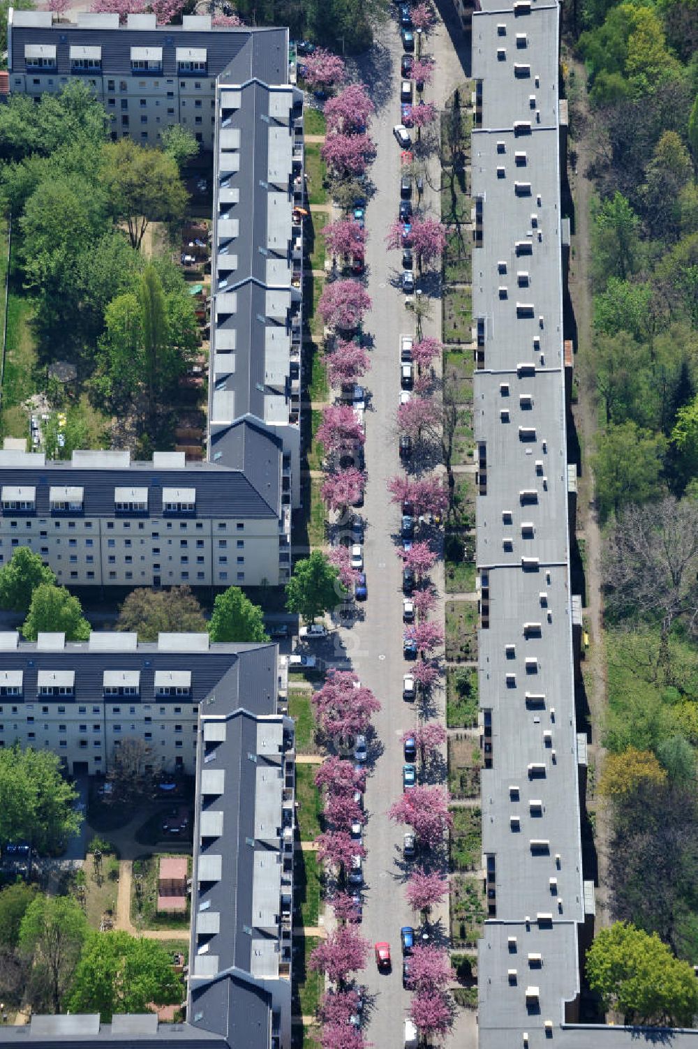 Berlin-Lichtenberg from above - Blick auf die Frühjahrsblüten- Baumallee an der Ribbecker Straße / Kraetkestraße in in Berlin-Lichtenberg. View of the spring flowers at the tree-lined street Ribbecker / Kraetkestraße in Berlin-Lichtenberg.