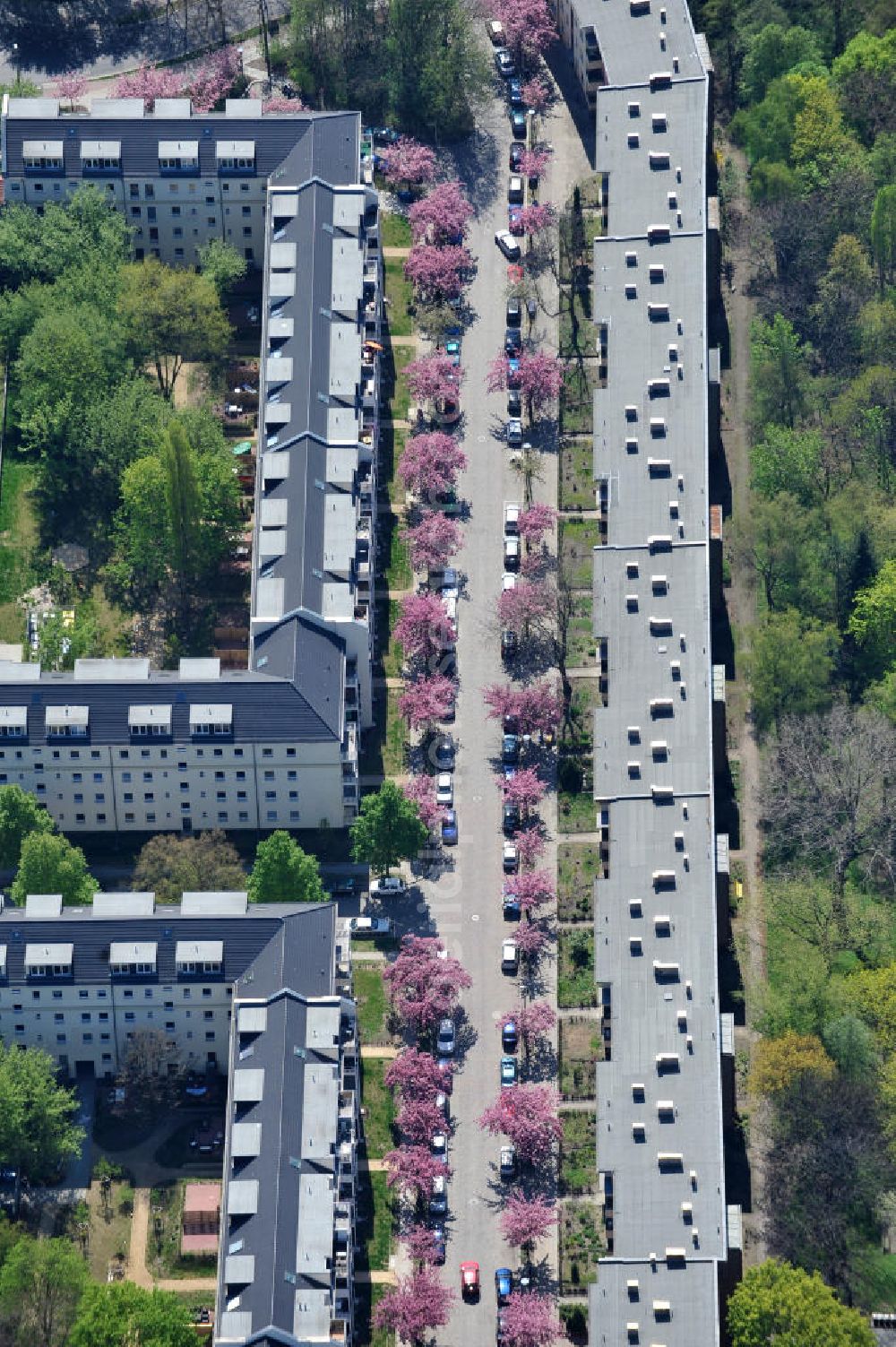 Berlin-Lichtenberg from the bird's eye view: Blick auf die Frühjahrsblüten- Baumallee an der Ribbecker Straße / Kraetkestraße in in Berlin-Lichtenberg. View of the spring flowers at the tree-lined street Ribbecker / Kraetkestraße in Berlin-Lichtenberg.