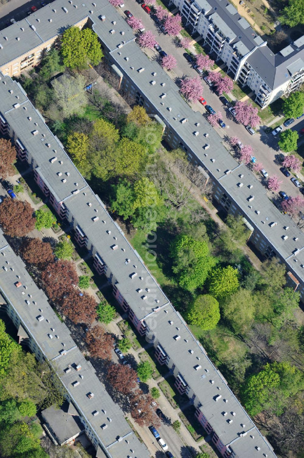 Aerial image Berlin-Lichtenberg - Blick auf die Frühjahrsblüten- Baumallee an der Ribbecker Straße / Kraetkestraße in in Berlin-Lichtenberg. View of the spring flowers at the tree-lined street Ribbecker / Kraetkestraße in Berlin-Lichtenberg.