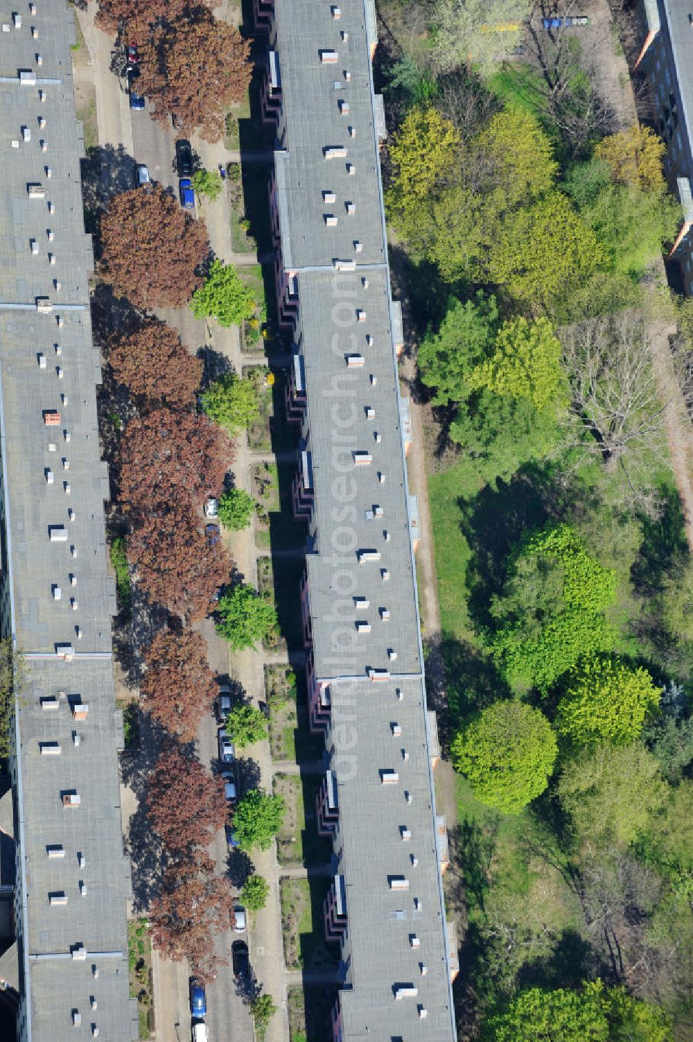 Aerial photograph Berlin-Lichtenberg - Blick auf die Frühjahrsblüten- Baumallee an der Ribbecker Straße / Kraetkestraße in in Berlin-Lichtenberg. View of the spring flowers at the tree-lined street Ribbecker / Kraetkestraße in Berlin-Lichtenberg.