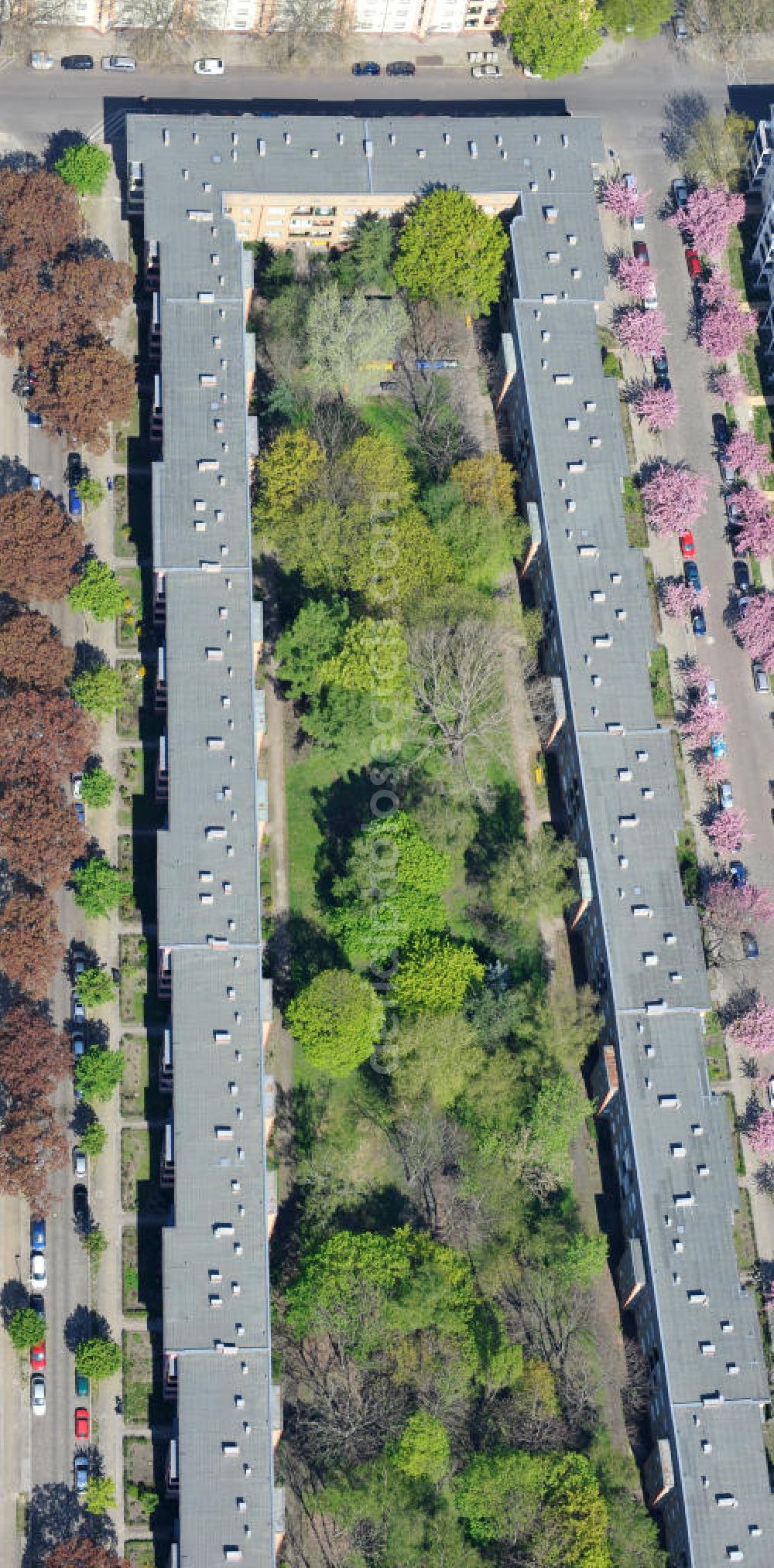 Berlin-Lichtenberg from above - Blick auf die Frühjahrsblüten- Baumallee an der Ribbecker Straße / Kraetkestraße in in Berlin-Lichtenberg. View of the spring flowers at the tree-lined street Ribbecker / Kraetkestraße in Berlin-Lichtenberg.