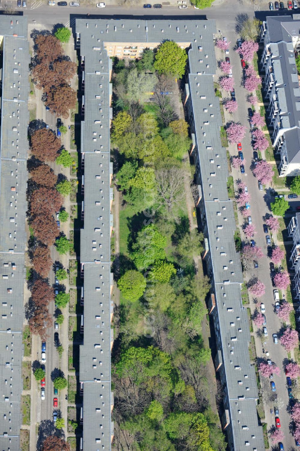 Berlin-Lichtenberg from the bird's eye view: Blick auf die Frühjahrsblüten- Baumallee an der Ribbecker Straße / Kraetkestraße in in Berlin-Lichtenberg. View of the spring flowers at the tree-lined street Ribbecker / Kraetkestraße in Berlin-Lichtenberg.