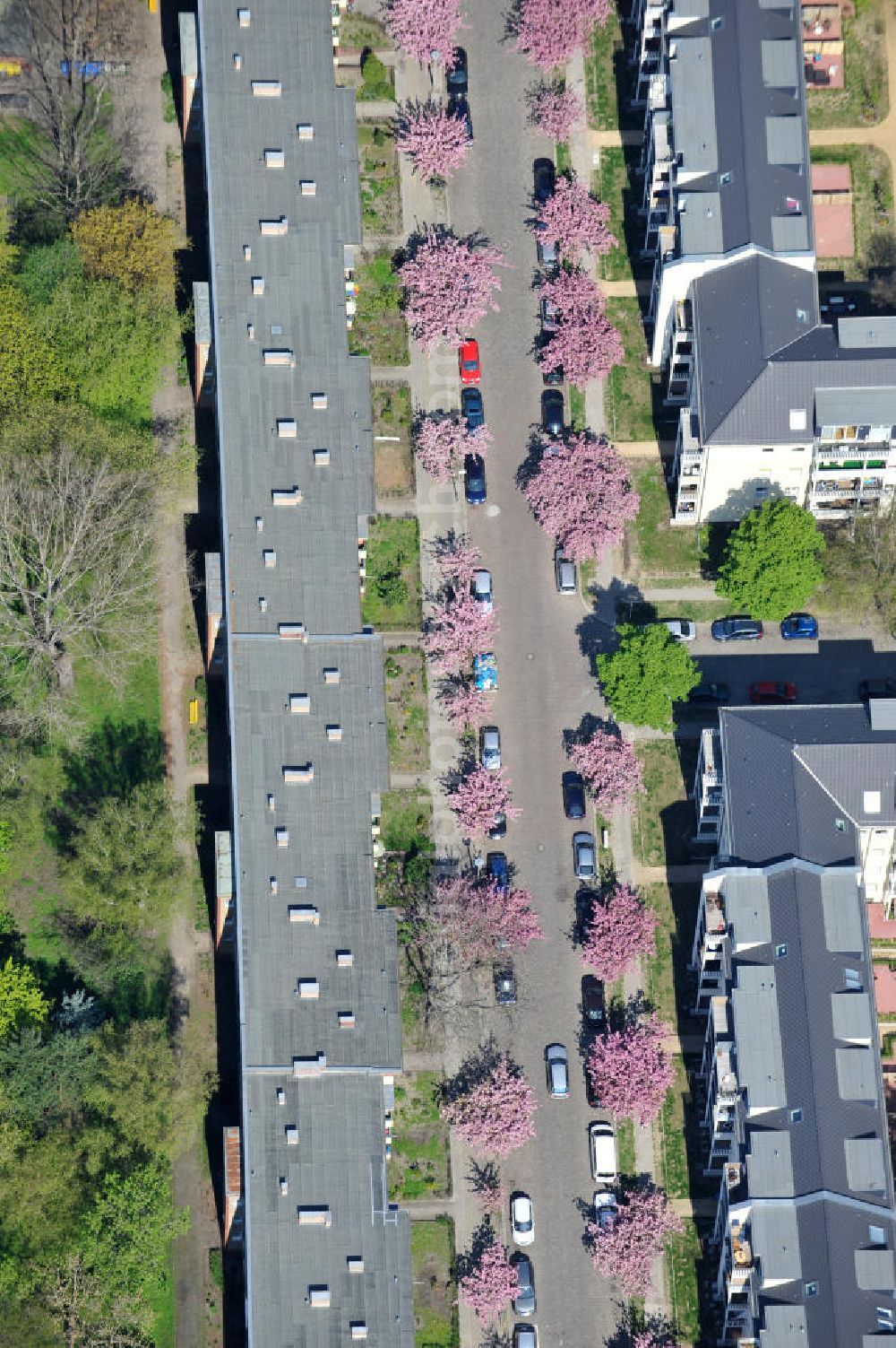 Aerial image Berlin-Lichtenberg - Blick auf die Frühjahrsblüten- Baumallee an der Ribbecker Straße / Kraetkestraße in in Berlin-Lichtenberg. View of the spring flowers at the tree-lined street Ribbecker / Kraetkestraße in Berlin-Lichtenberg.