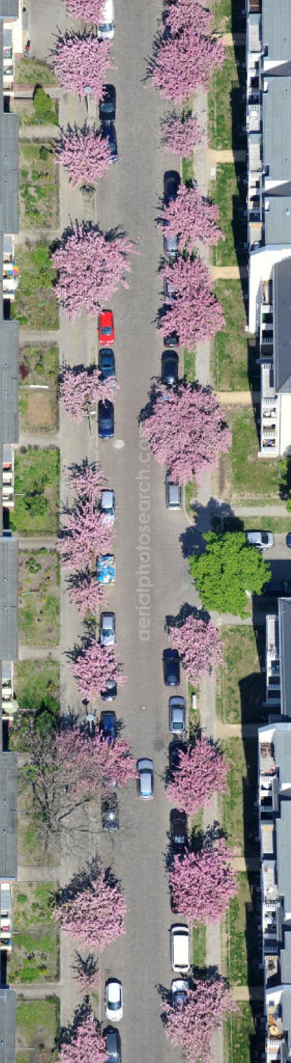 Aerial photograph Berlin-Lichtenberg - Blick auf die Frühjahrsblüten- Baumallee an der Ribbecker Straße / Kraetkestraße in in Berlin-Lichtenberg. View of the spring flowers at the tree-lined street Ribbecker / Kraetkestraße in Berlin-Lichtenberg.