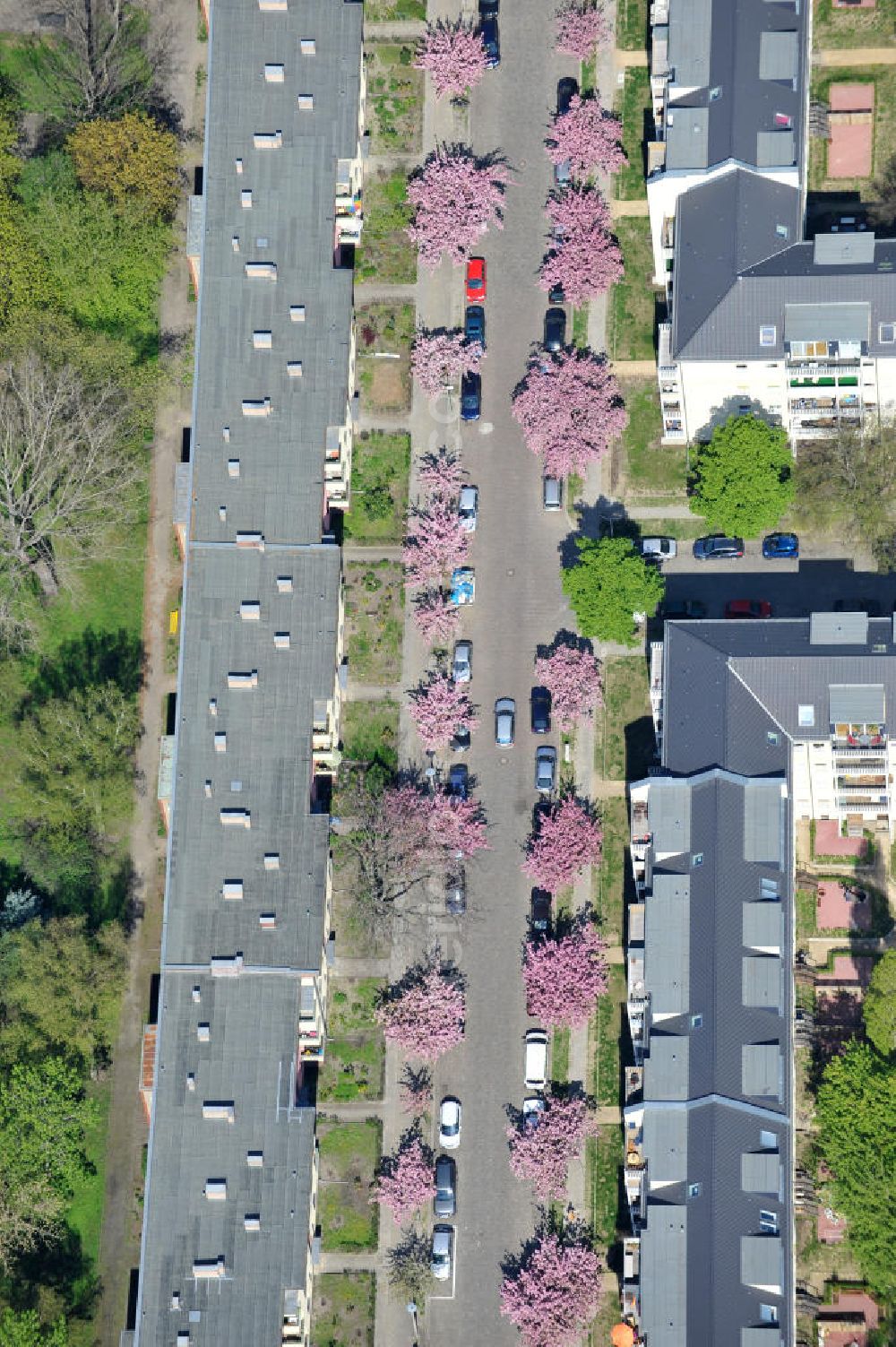 Berlin-Lichtenberg from above - Blick auf die Frühjahrsblüten- Baumallee an der Ribbecker Straße / Kraetkestraße in in Berlin-Lichtenberg. View of the spring flowers at the tree-lined street Ribbecker / Kraetkestraße in Berlin-Lichtenberg.