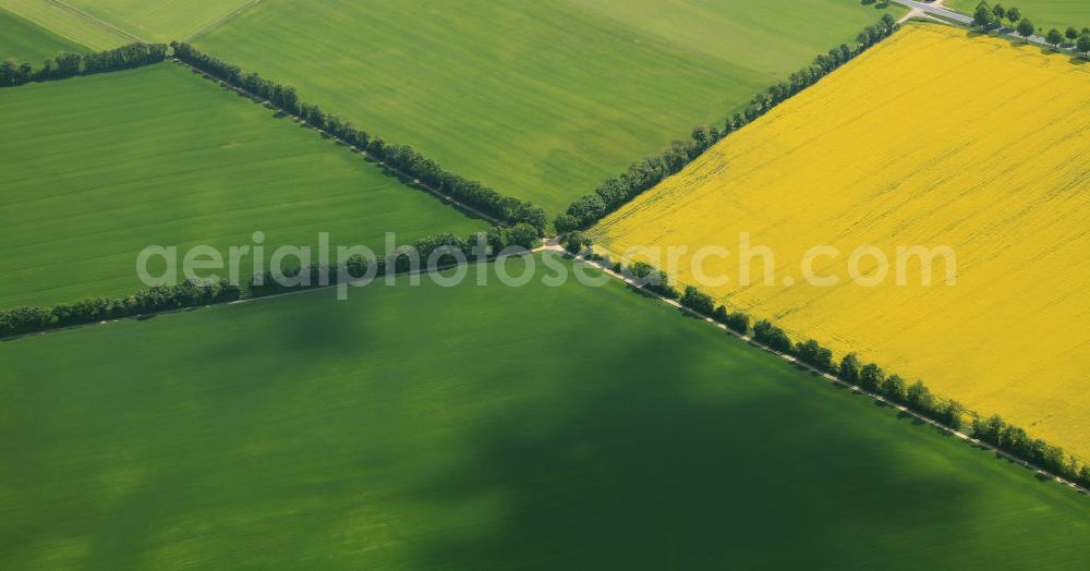 Erbes-Büdesheim from above - Frühjahrslandschaft / Vegetation auf Raps-Feldern bei Erbes-Büdesheim in Rheinland-Pfalz. Spring Landscape / vegetation on fields north of Bad Kreuznach in Rhineland-Palatinate.