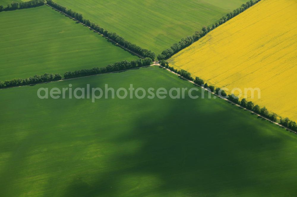 Erbes-Büdesheim from the bird's eye view: Frühjahrslandschaft / Vegetation auf Raps-Feldern bei Erbes-Büdesheim in Rheinland-Pfalz. Spring Landscape / vegetation on fields north of Bad Kreuznach in Rhineland-Palatinate.